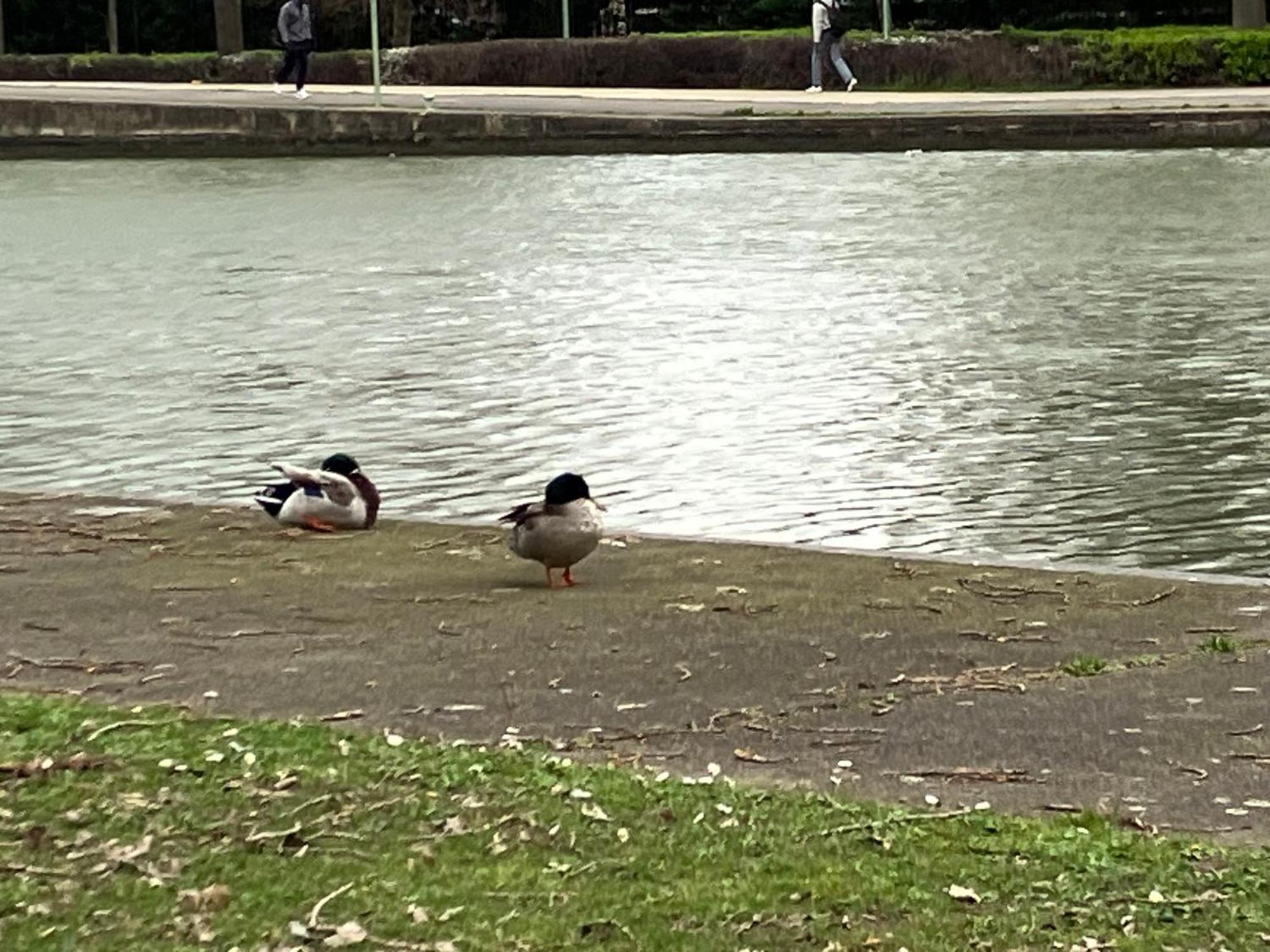 Appartement Sur Et Garage Au Stade De France A 2 Mn De Paris, 20 De Roissy Cdg Et 30 De La Defense Animaux Bienvenus サン＝ドニ エクステリア 写真